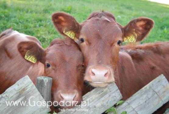 Niemcy – Po raz kolejny poniżej kwoty mlecznej