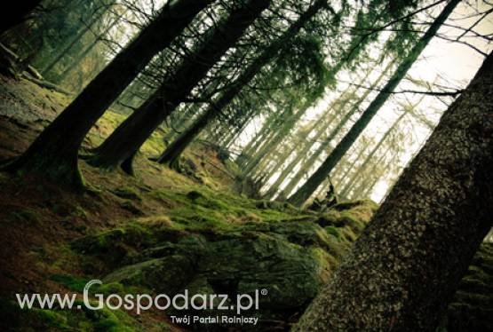 Do 17 lutego 2012 r. można składać wnioski o przyznanie pomocy na odtworzenie lasów zniszczonych przez klęski żywiołowe