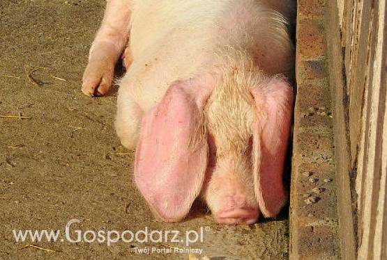 Skup mięsa wieprzowego nadal trwa i chętnych nie brakuje