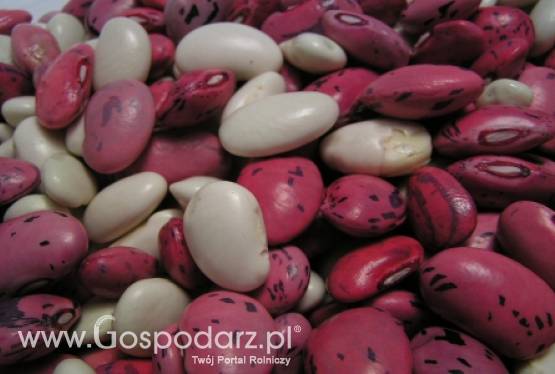 Ukraina – Embargo na unijne warzywa strączkowe