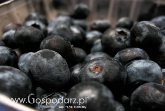 Rosja: Zakazu importu owoców miękkich nie było