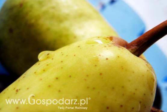 Rekordowe ceny owoców?