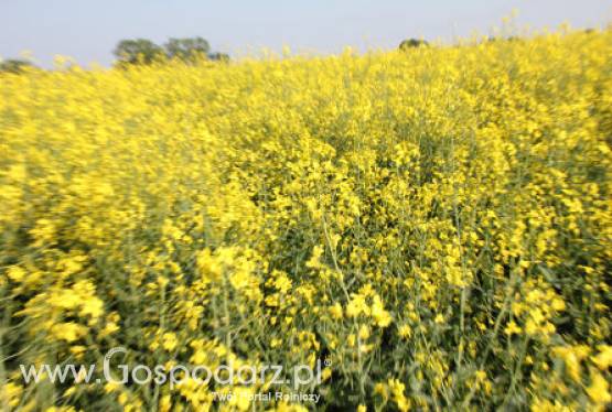 Ceny na giełdowym rynku oleistych - 19.06.2012