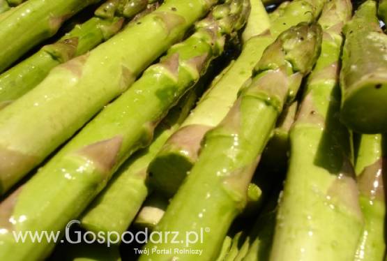 Zbiory unijnych szparagów w zeszłym roku wyniosły 240 tysięcy ton