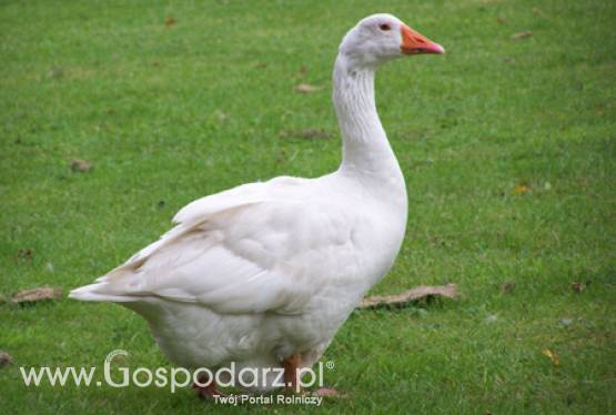 Informacja zbiorcza o wynikach kontroli planowej w zakresie warunków chowu i tuczu gęsi