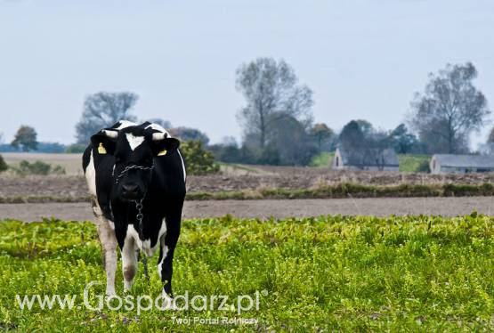 Polska jest liderem w eksporcie wołowiny poza granice Unii Europejskiej