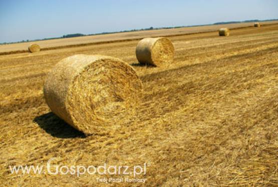 Perspektywy rozwoju współpracy handlowej w branży rolno-spożywczej między Polską a Kanadą