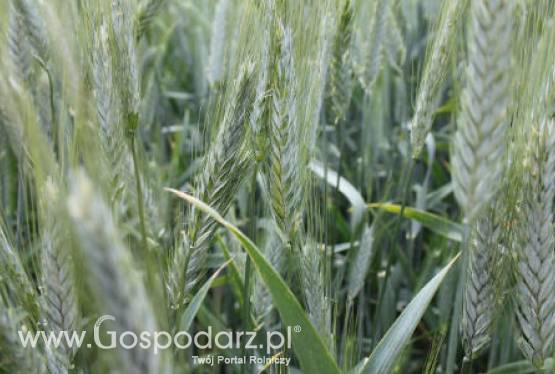 Ceny zbóż na giełdach światowych –15.06.2012