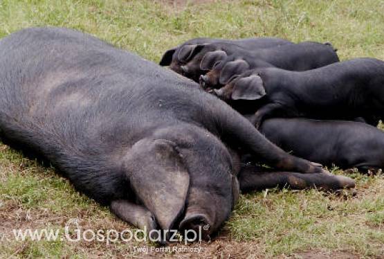 Korea Południowa – Próby odbudowy pogłowia