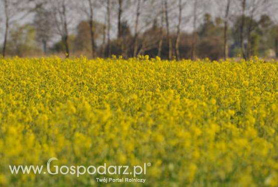 4.04.2012-Oleiste-rzepak we wtorek najdroższy na Matif od ponad roku