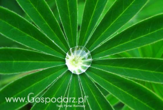 Zmiany w ustawie o ochronie prawnej odmian roślin