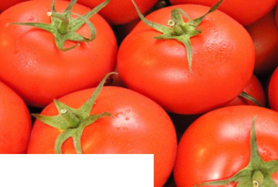 Pora na pomidora - Szczytno