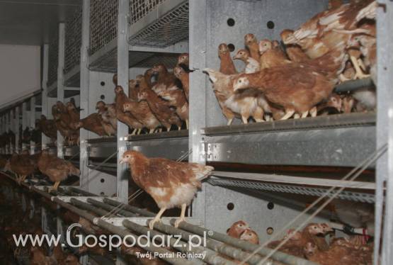 Wyposażenie budynków inwentarskich - odchów niosek