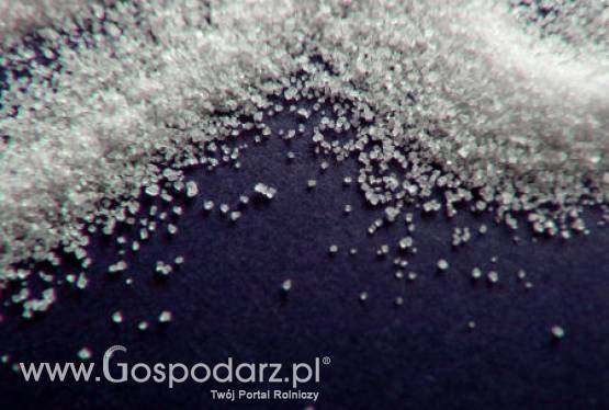 Niemcy – Kwota produkcyjna cukru ponownie zostanie przekroczona