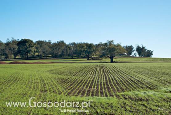 Kwalifikowany materiał siewny - ważny element integrowanej ochrony