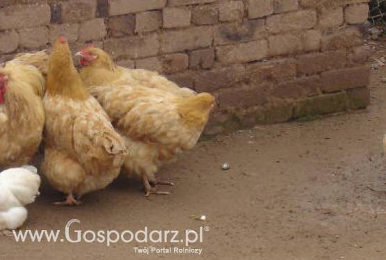 Rosja – Limity na import mrożonego drobiu zostaną zmniejszone