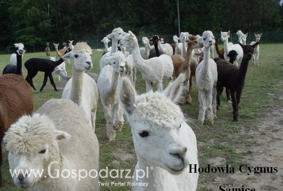 Alpaki, alpaka Huacaya i Suri