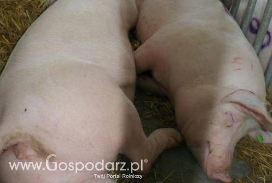 Korea Południowa – Będzie mniejszy import wieprzowiny?