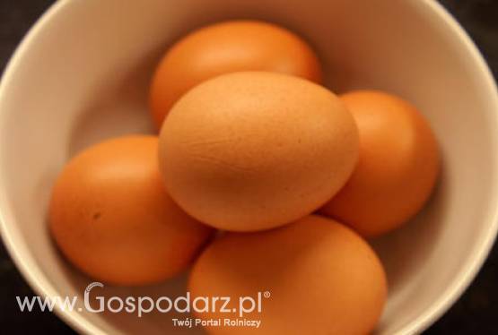 W 2011 roku upływa termin modernizacji klatek dla kur