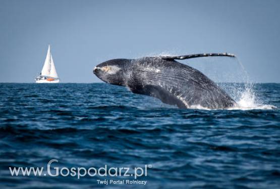 Korea Południowa – W celach badawczych wznowią połowy wielorybów?