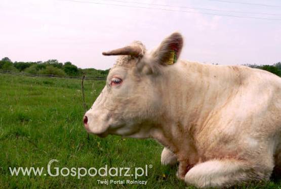 W szczepieniach na tzw. chorobę niebieskiego języka zaszły pewne zmiany