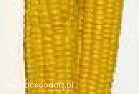 kukurydza bezpośrednio od plantatora Hiszpania!