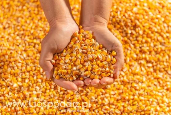 Kukurydza mokra - 100 ton