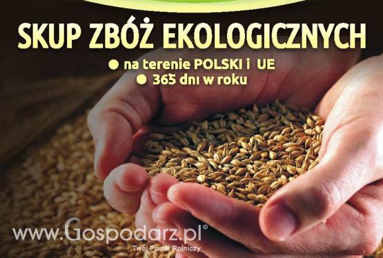 skup zbóż ekologicznych
