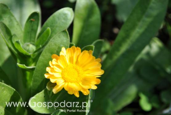 Jubileusz Instytutu Ochrony Roślin - PIB