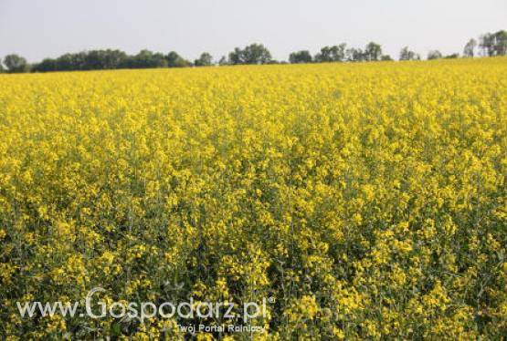 Spadki cen na rynku oleistych – 15.05.2012