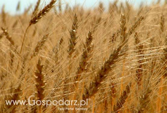 Rumunia – Wysokie zbiory zbóż