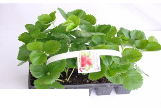 Sadzonki truskawek sprzedam, 10 odmian