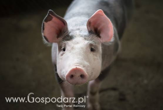 Warchlaki - przyszłe terminy, negocjowane ceny