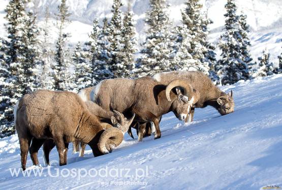 Ukraina. Owce kozy miesne, jagniecina