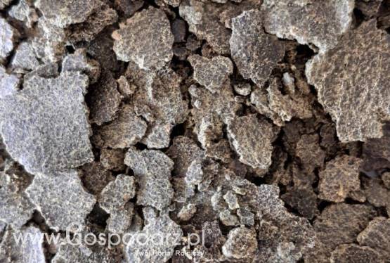 Makuch rzepakowy certyfikowany