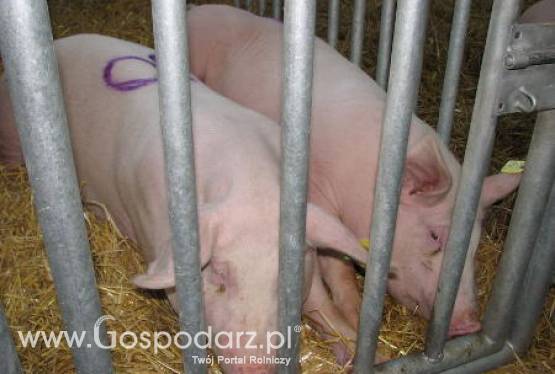 Wzrost kosztów produkcji trzody chlewnej