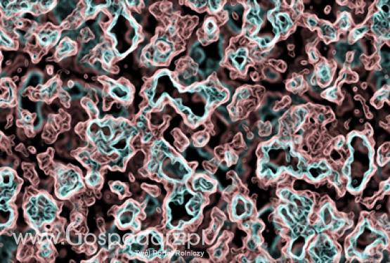 Cenne odkrycie dla rozwoju sektora biopaliw