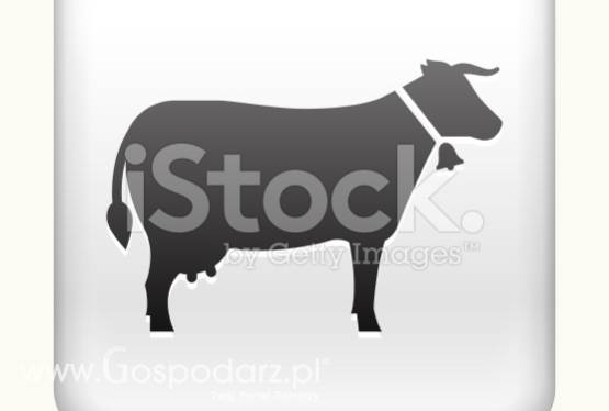 Sprzedam 4sztuki krów mlecznych