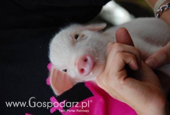 Korea Płd  Rząd planuje podwoić bezcłowy import