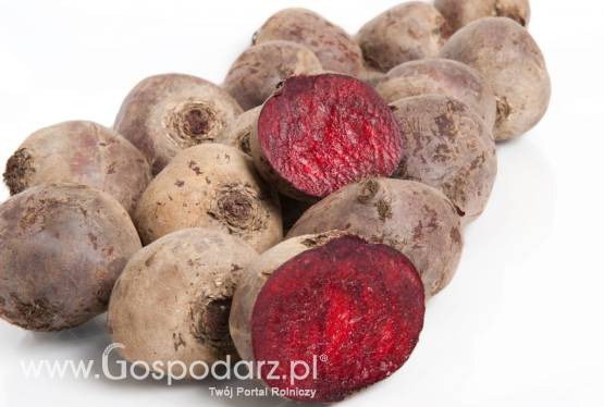 Buraki czerwone AGROSAD