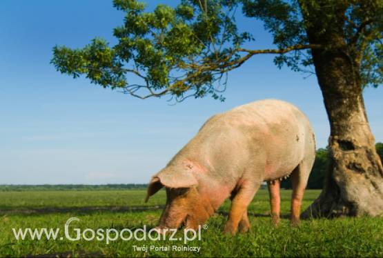 Czechy – Spadek produkcji wieprzowiny
