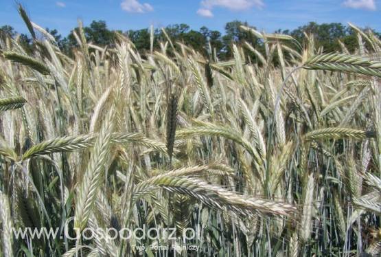 Sprzedam kwalifikowany C1 materiał siewny żyta ozimego Dańkowskie Diament