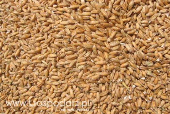 Kanadyjscy producenci zbóż: debatę na temat żywność kontra biopaliwa możemy uznać za zakończoną