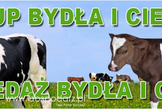 Skup i sprzedaż bydła i cieląt