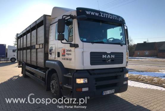 Samochód ciężarowy MAN do przewozu zwierząt