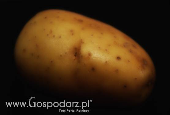 Rosja – Import egipskich ziemniaków będzie przywrócony?