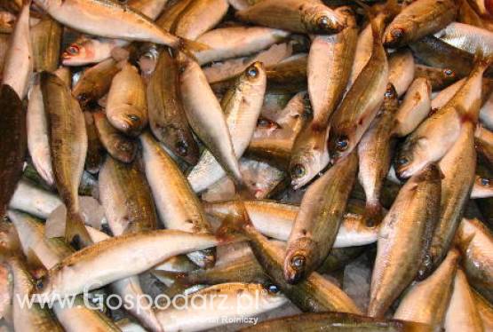 Posiedzenie Rady Ministrów Unii Europejskiej ds. Rolnictwa i Rybołówstwa w Luksemburgu