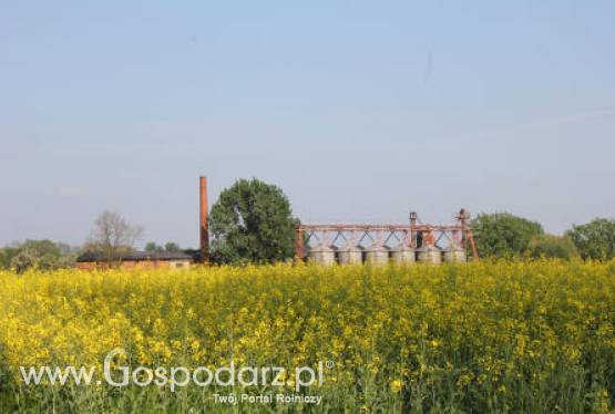 Tydzień na rynku giełdowym oleistych – 28.05.2012