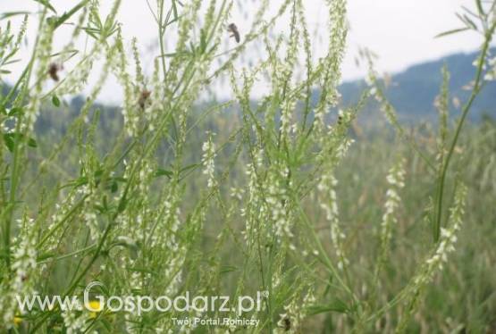 NOSTRZYK JEDNOROCZNY ADELA