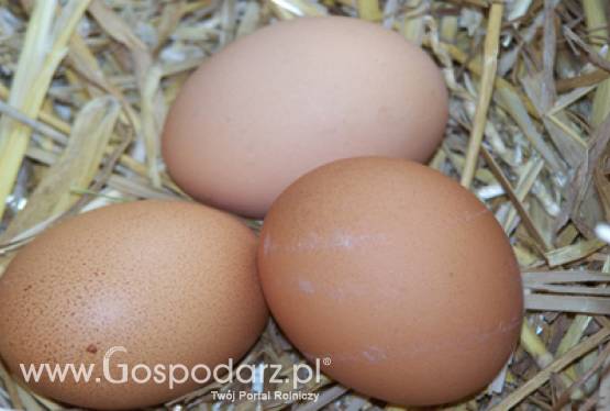 Sprzedaż jaj z chowu klatkowego po 2011 roku
